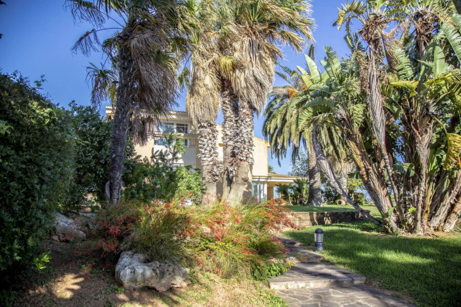 Palm trees in the garden