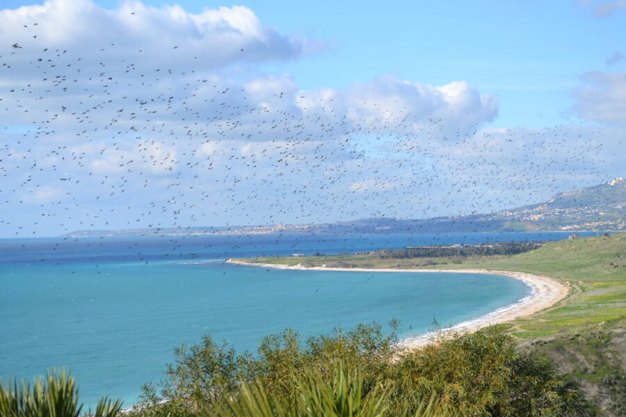 Wings colour the sky
