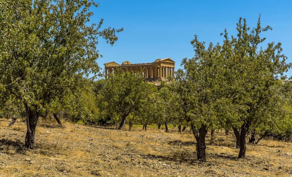 Olive groves in Agrigento framed by the majestic Doric temple of Concordia against a clear blue sky.
